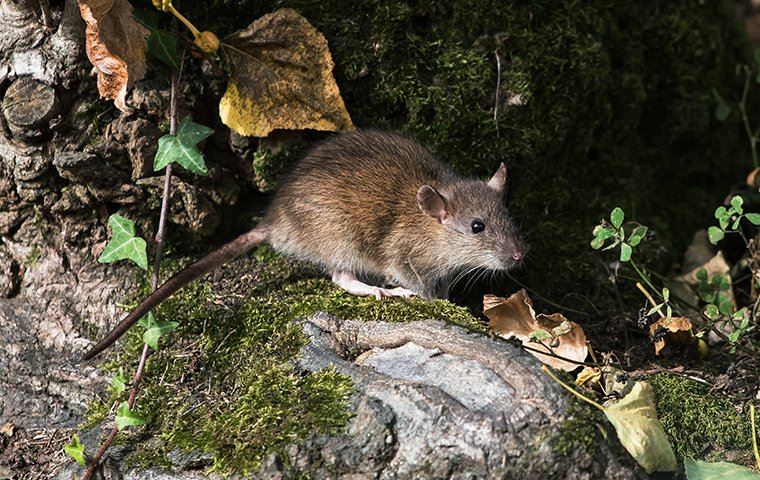 rat outside on the roots of a tree